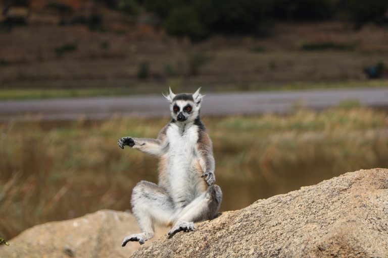 Andringitra Nationalpark – Madagaskars faszinierende Bergwelt