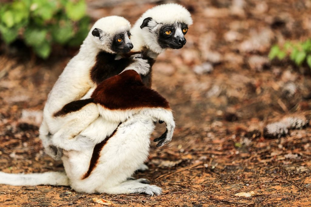 Coquerel-Sifaka