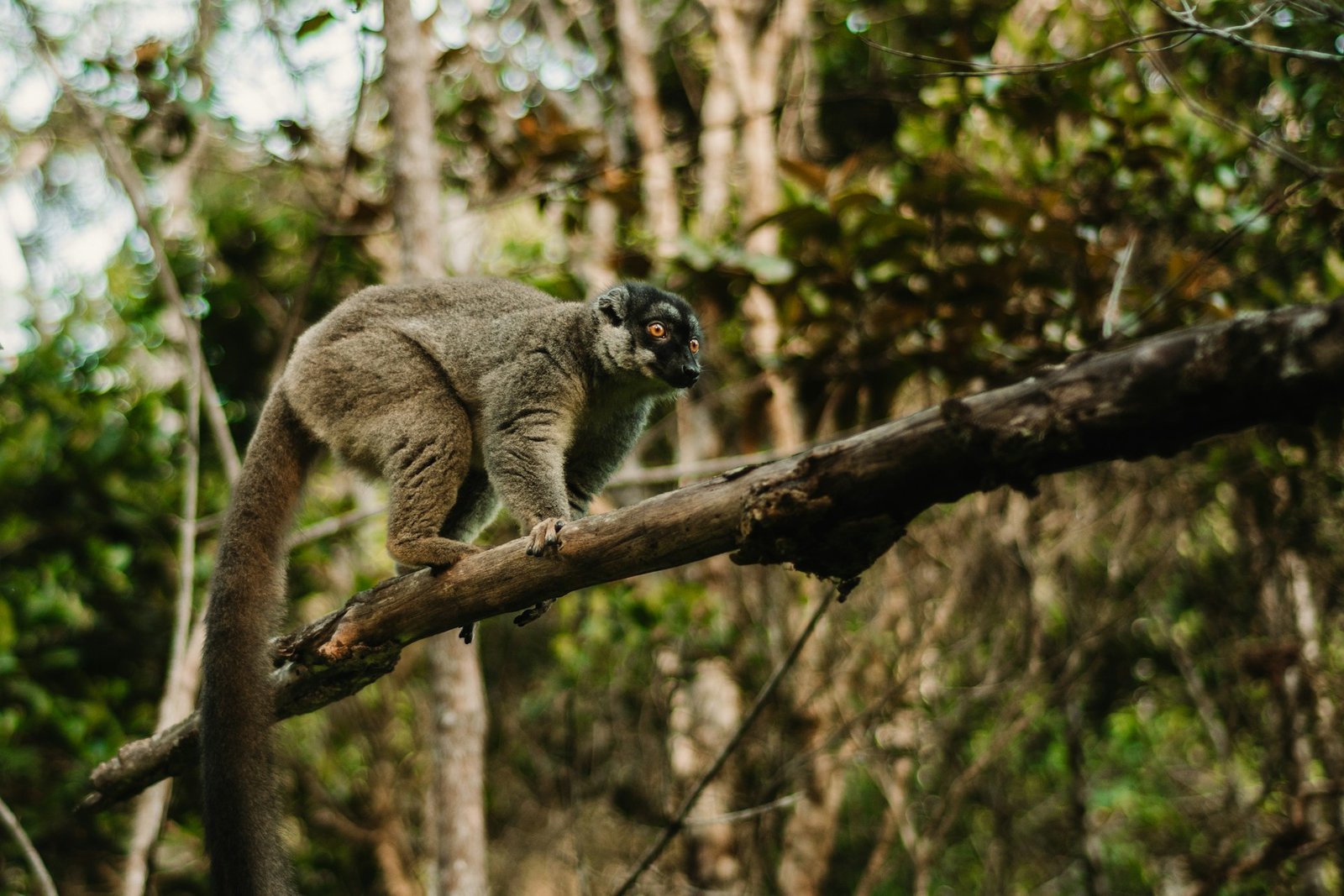 Lemur auf einem Ast in dichter Vegetation