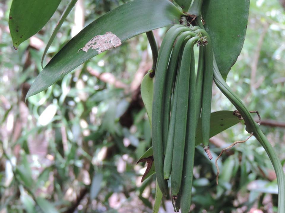 Gousses de vanille vertes sur une plante à Madagascar