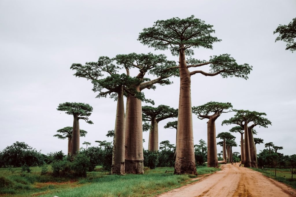 Baobabs entlang einer Sandstraße auf Madagaskar