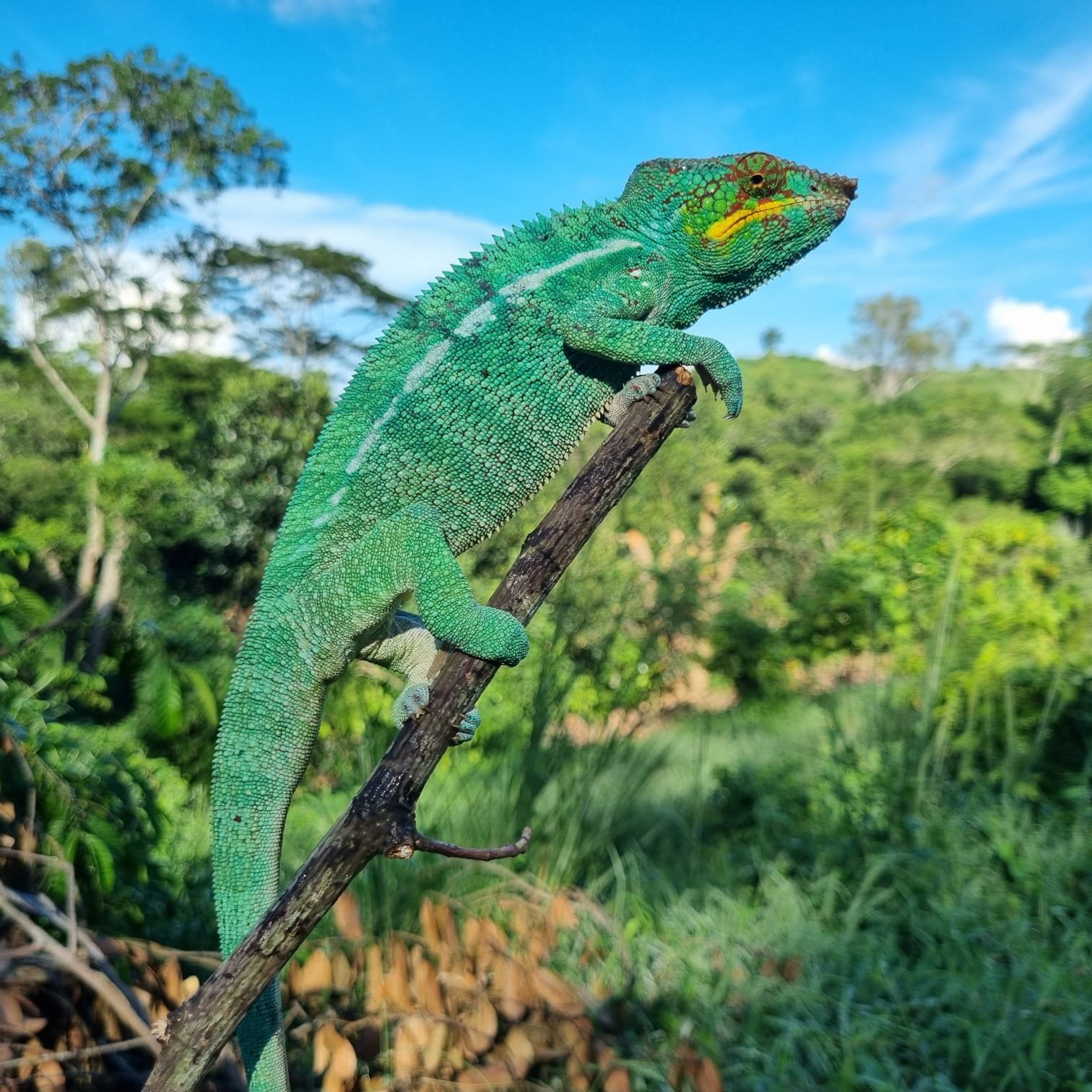 A green chameleon on a slender branch