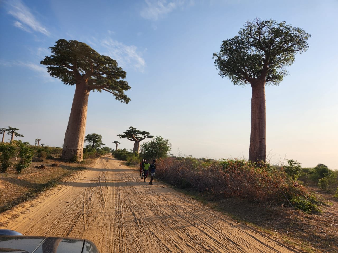 Une piste sableuse entre de grands baobabs