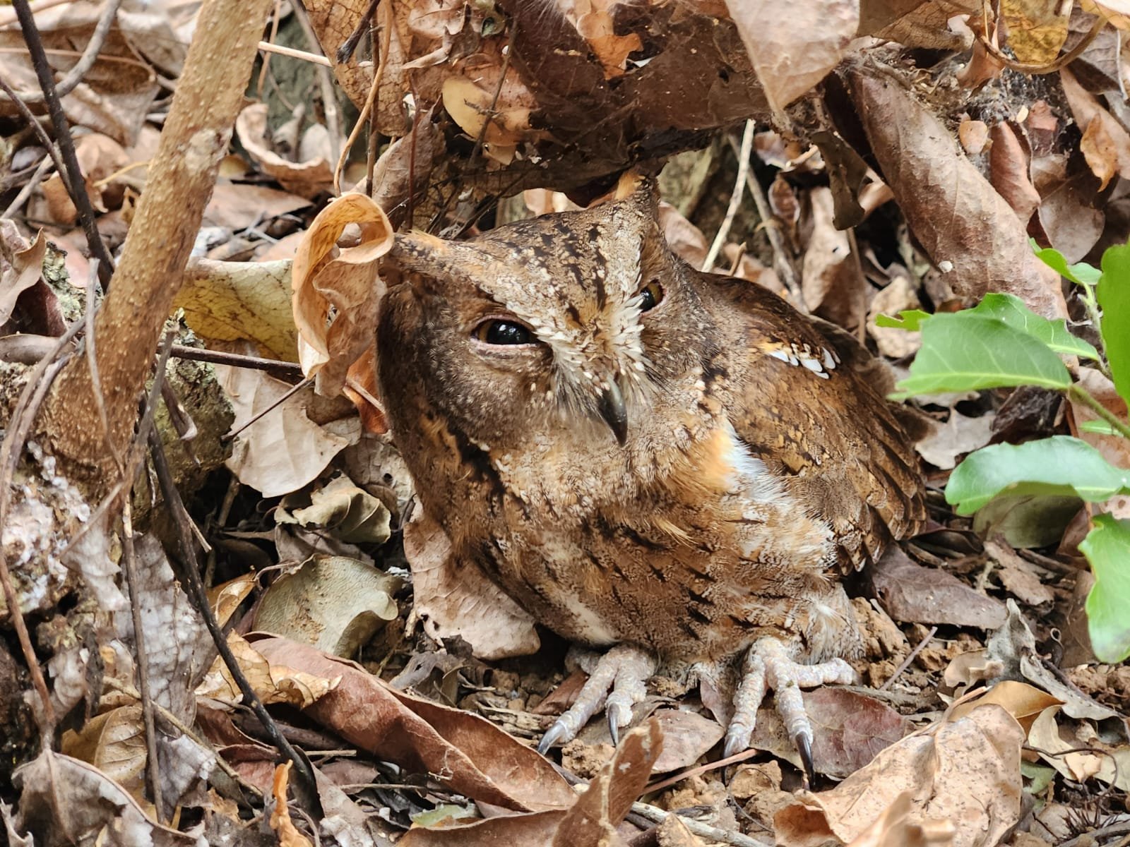 Un hibou au plumage brun tacheté parmi les feuilles au sol