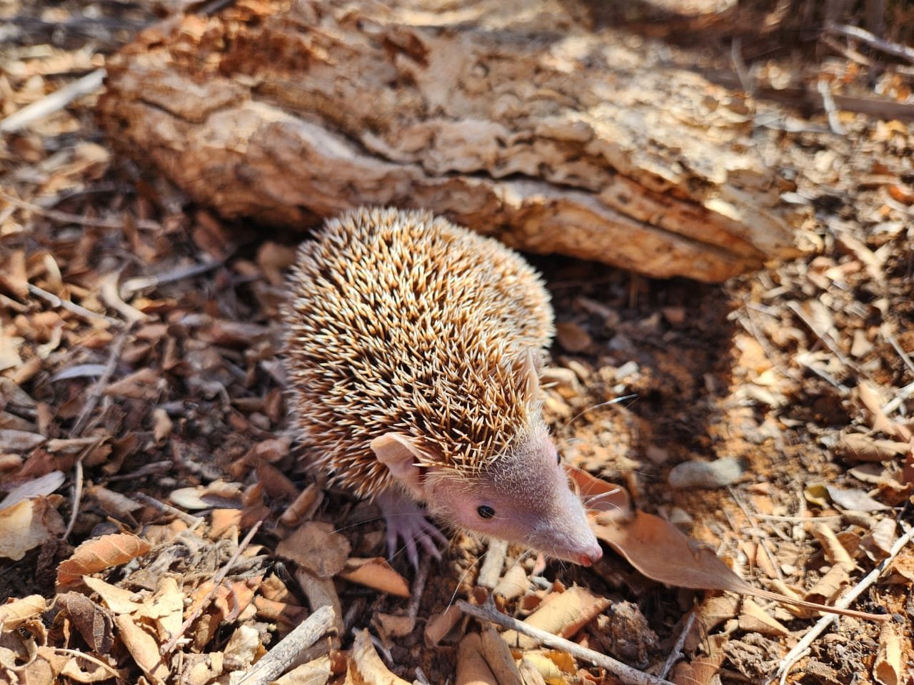 A small spiny mammal among dry leaves